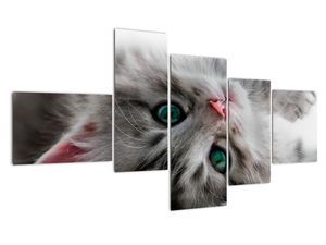 Obraz mačky