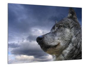 Obraz vlka