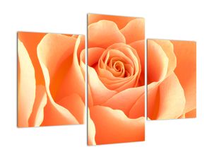 Obraz oranžové ruže