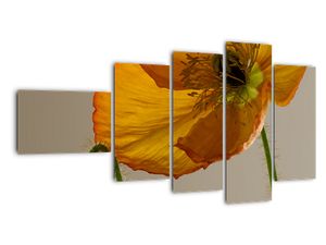 Žltý kvet - obraz