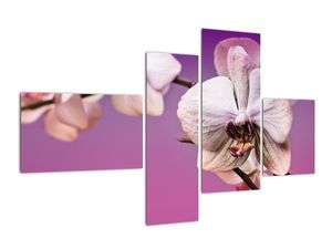 Moderné obrazy - orchidea