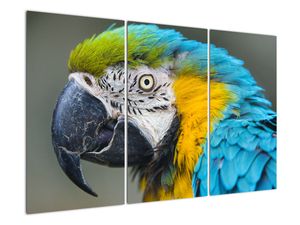Papagáj - obraz