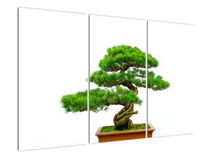 Bonsai - moderný obraz