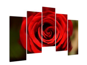 Detail ruže - obraz