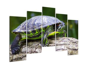 Suchozemská korytnačka - obraz