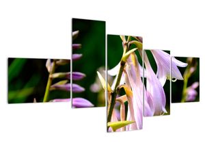 Kvety - obraz