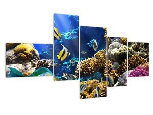 Podmorský svet - obraz