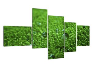Detail trávy - obraz