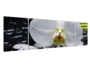 Kvet orchidey - obraz na stenu