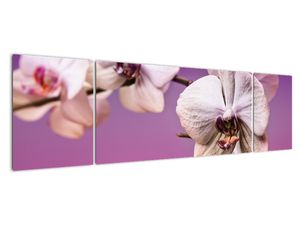 Moderné obrazy - orchidea