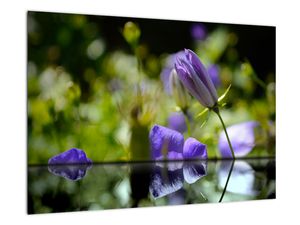 Modrá kvetina - obraz