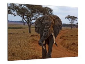 Obraz slona