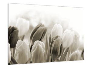 Obraz tulipánov