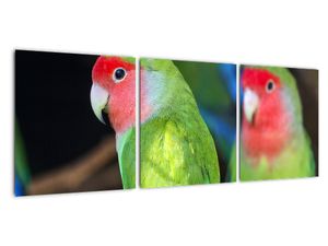 Papagáje - obraz