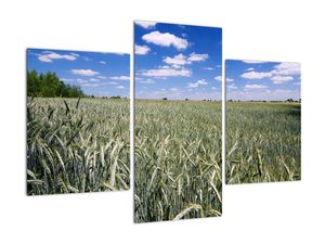 Pole pšenice - obraz