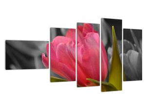 Obraz červeného tulipánu na čiernobielom pozadí