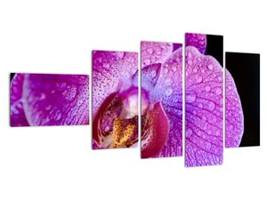Obraz - orchidea
