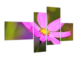 Obraz kvety
