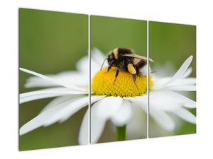 Obraz detailu margaréty