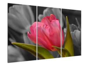 Obraz červeného tulipánu na čiernobielom pozadí