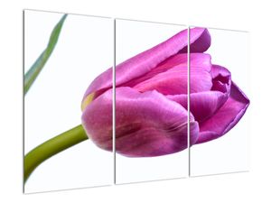 Obraz ružového tulipánu