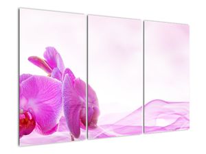 Obraz - orchidea
