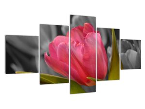 Obraz červeného tulipánu na čiernobielom pozadí