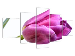 Obraz ružového tulipánu