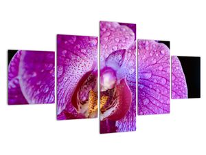 Obraz - orchidea