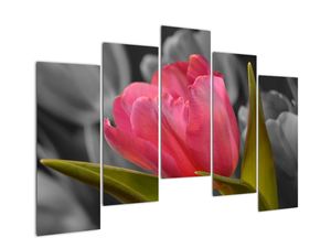 Obraz červeného tulipánu na čiernobielom pozadí