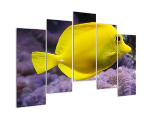 Obraz - žlté ryby