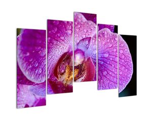 Obraz - orchidea