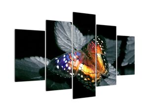 Motýľ na liste - obraz