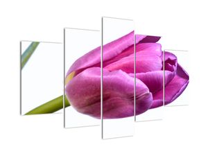 Obraz ružového tulipánu