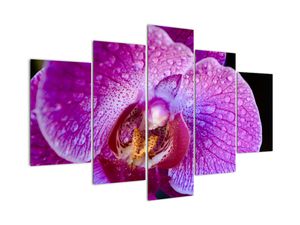 Obraz - orchidea