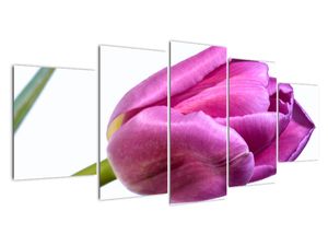 Obraz ružového tulipánu