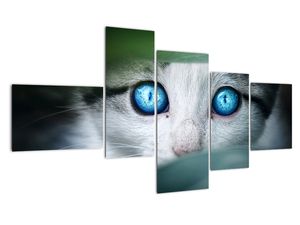 Obraz mačky, žiarivé oči