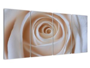 Obraz ruže