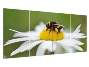 Obraz detailu margaréty