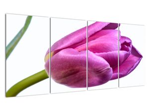 Obraz ružového tulipánu