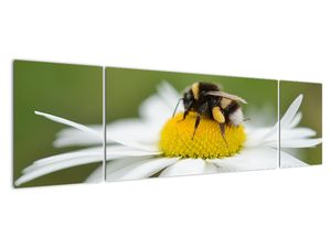 Obraz detailu margaréty