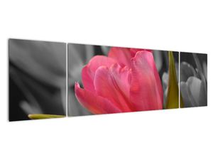 Obraz červeného tulipánu na čiernobielom pozadí