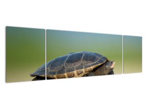 Obraz korytnačky - moderné obrazy
