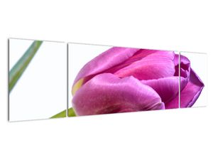 Obraz ružového tulipánu