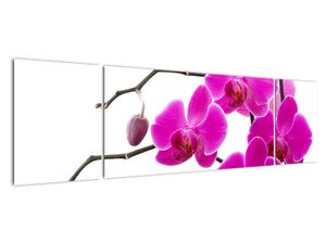 Obraz na stenu