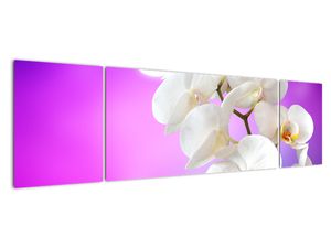 Obraz s orchideí