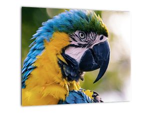 Obraz - papagáj
