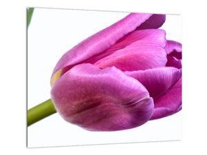 Obraz ružového tulipánu