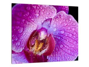 Obraz - orchidea