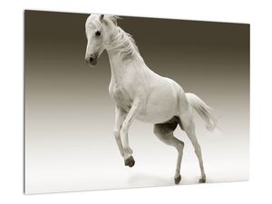 Obrazy bieleho koňa